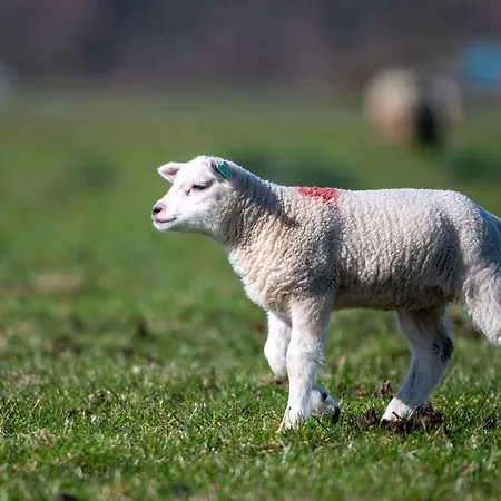 Iwalani - Large Private Garden - Close To Center &