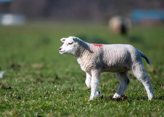 Iwalani - Large Private Garden - Close To Center &