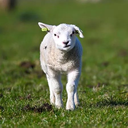 Σπίτι διακοπών Iwalani - Large Private Garden - Close To Center &